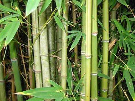 Non-invasive varieties are Perfect for privacy I love mine!!! | Bamboo